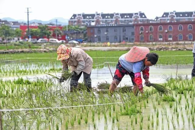 低成本小生意都有哪些（在农村月收入过万的几个小生意）-云起副业网