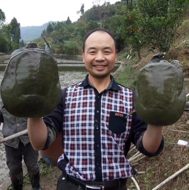回农村养鳖年收入百万（未来养殖业什么最赚钱农村）-云起副业网