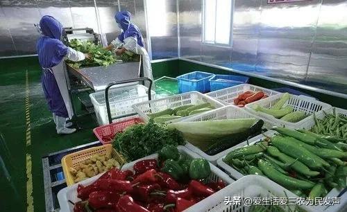 穷人怎么赚钱最快(适合农村穷人创业的项目)插图10 穷人怎么赚钱最快(适合农村穷人创业的项目)插图10