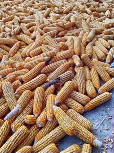 农村闷声发大财的生意,加工玉米芯致富插图2 农村闷声发大财的生意,加工玉米芯致富插图2