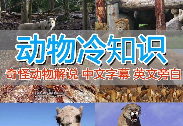 【副业项目6380期】外面卖1699的国外纪录片解说（动物解说、美食、动画片）稳过中视频-云起副业网
